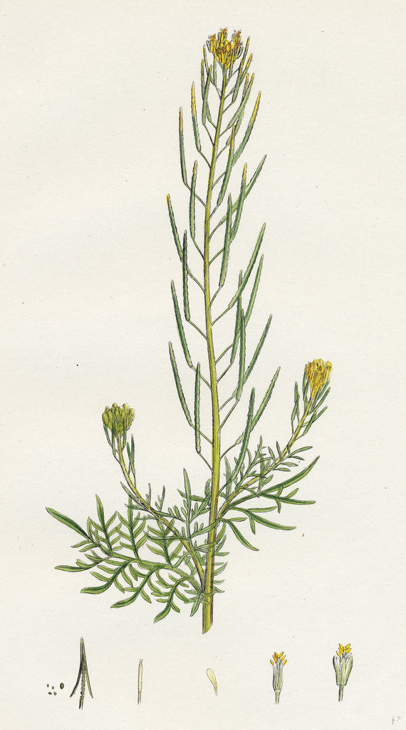 Detail of Sisymbrium Sophia Flix-Weed by Anonymous