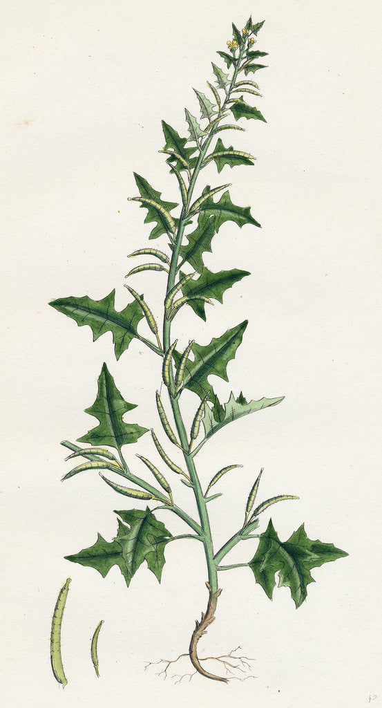 Detail of Sisymbrium Polyceratium Prostate Hedge-Mustard by Anonymous