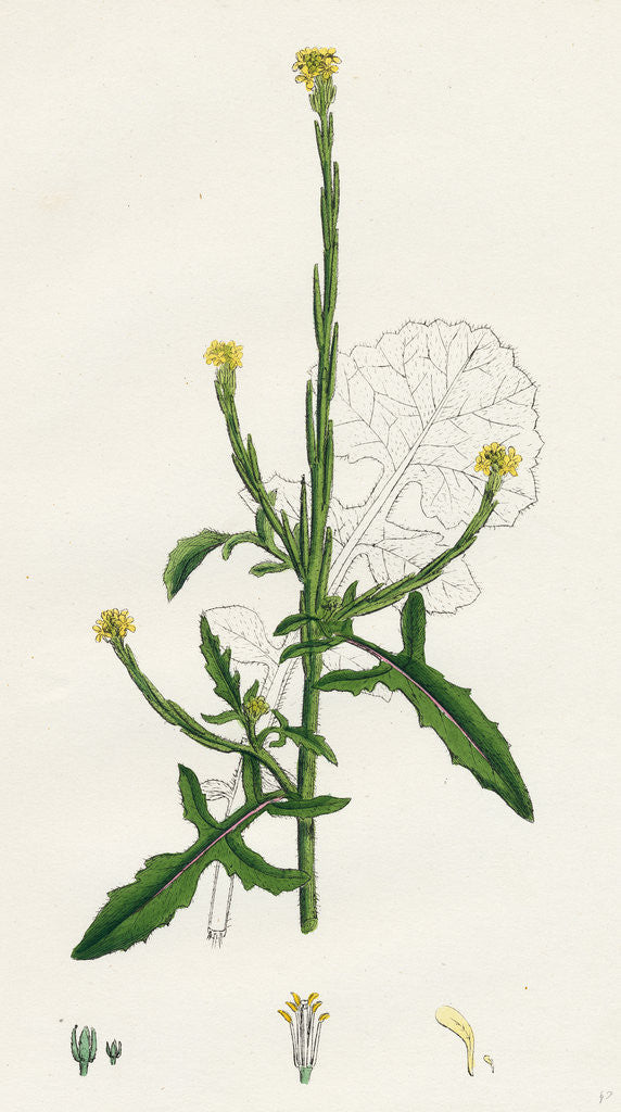 Detail of Sisymbrium Officinale Common Hedge-Mustard by Anonymous