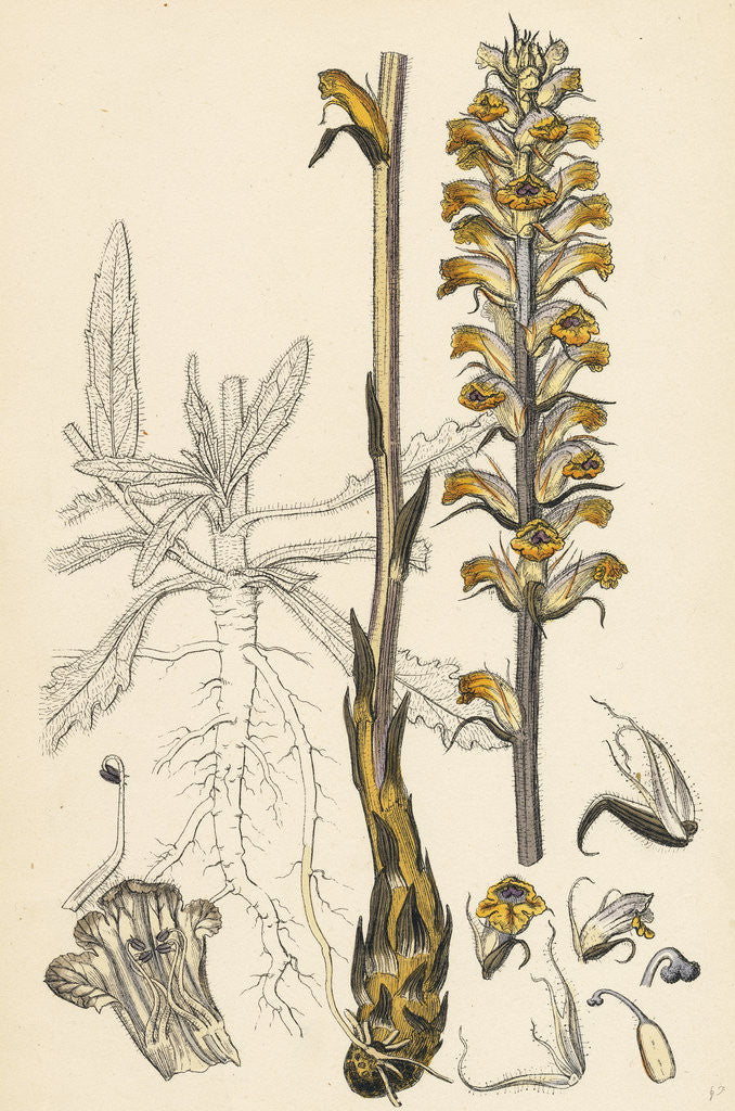 Detail of Orobanche Picridis Picris Broom-Rape- by Anonymous