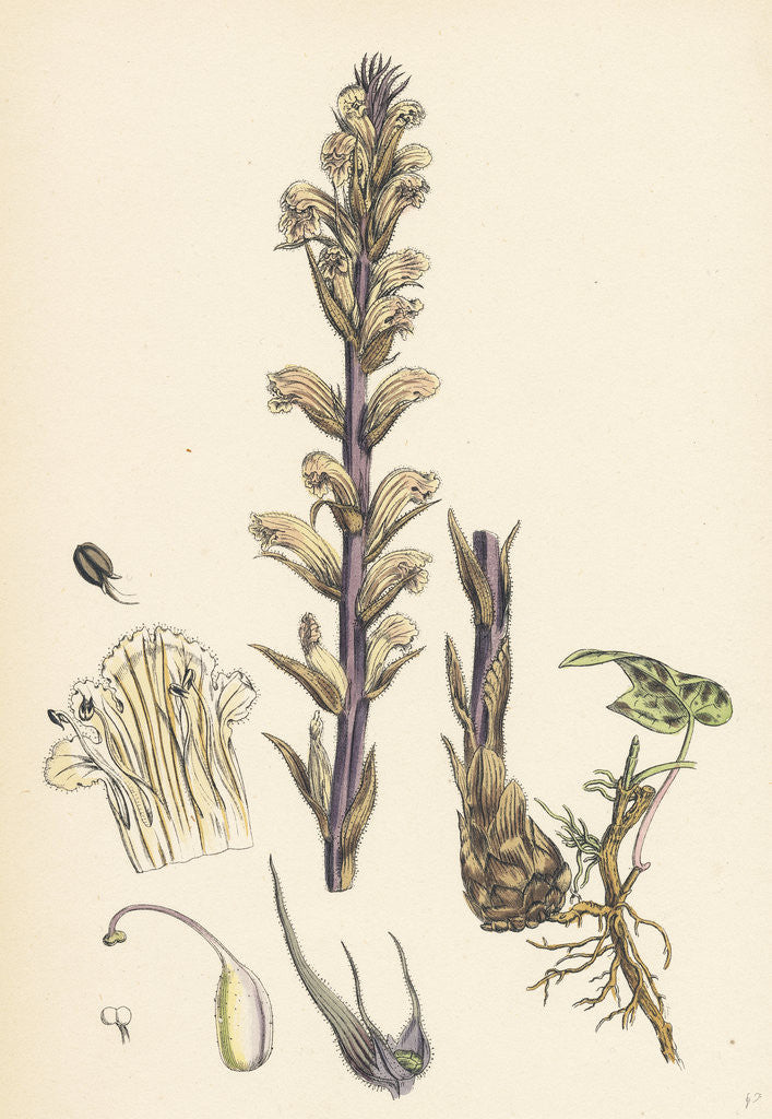 Detail of Orobanche Hederae Ivy Broom-Rape- by Anonymous