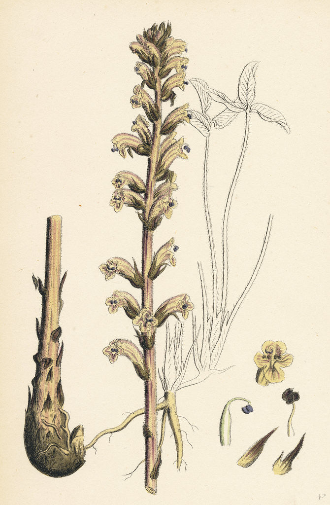 Detail of Orobanche Eu-Minor Lesser Broom-Rape by Anonymous