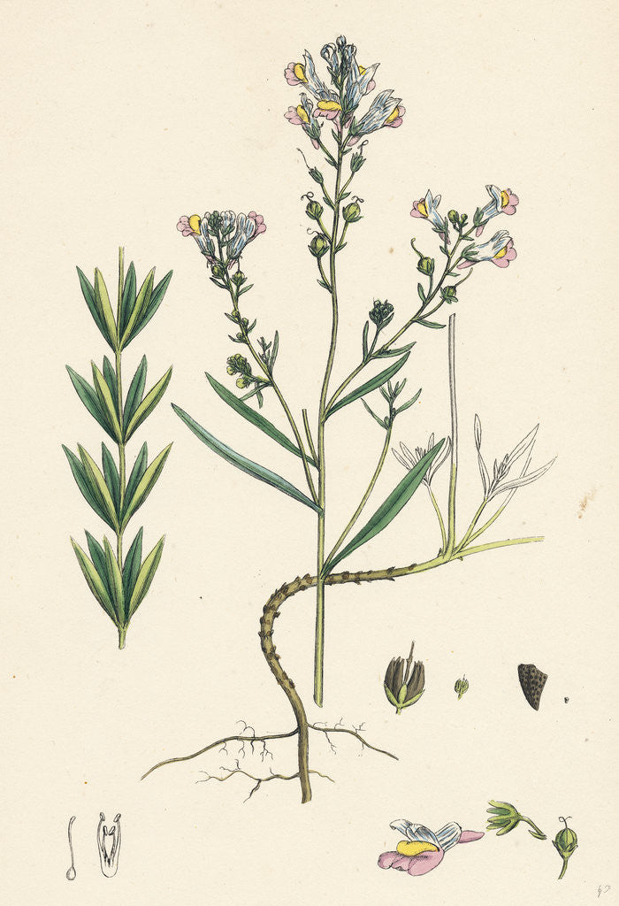 Detail of Linaria Repens Striped Toadflax by Anonymous
