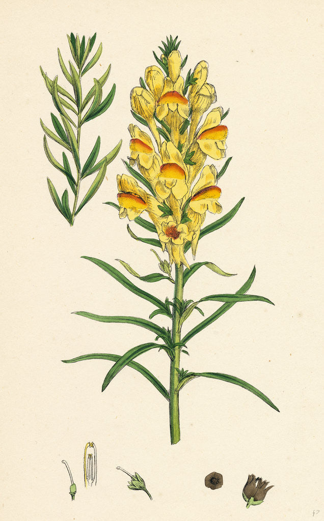 Detail of Linaria Vulgaris Var. Genuina Yellow Toadflax Var. A. by Anonymous