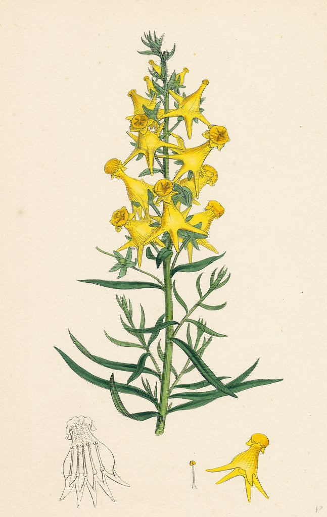 Detail of Linaria Vulgaris Peloria Yellow Toadflax Monstrous State by Anonymous