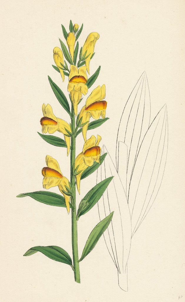 Detail of Linaria Vulgaris Var. Latifolia Yellow Toadflax Var. B. by Anonymous