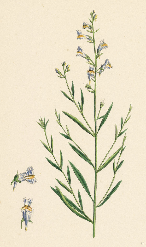 Detail of Linaria Vulgari Repens Hybrid Between Yellow and Striped Toadflax by Anonymous