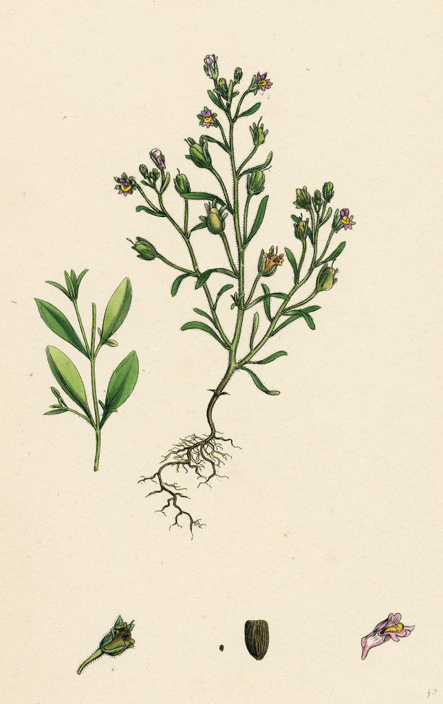 Detail of Linaria Minor Lead Toadflax by Anonymous