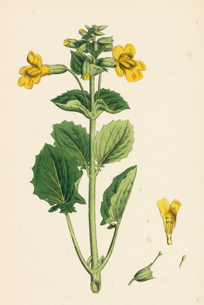 Detail of Mimulus Luteus Yellow Monkey-Flower by Anonymous