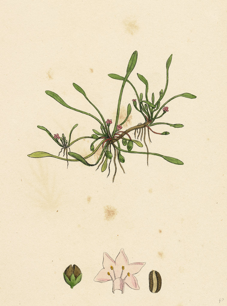 Detail of Limosella Aquatica Common Mudwort by Anonymous