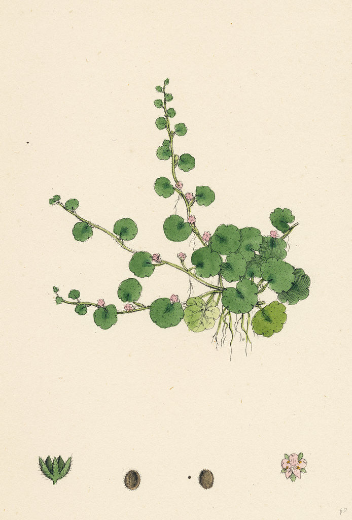 Detail of Sibthorpia Europaea Cornish Moneywort by Anonymous