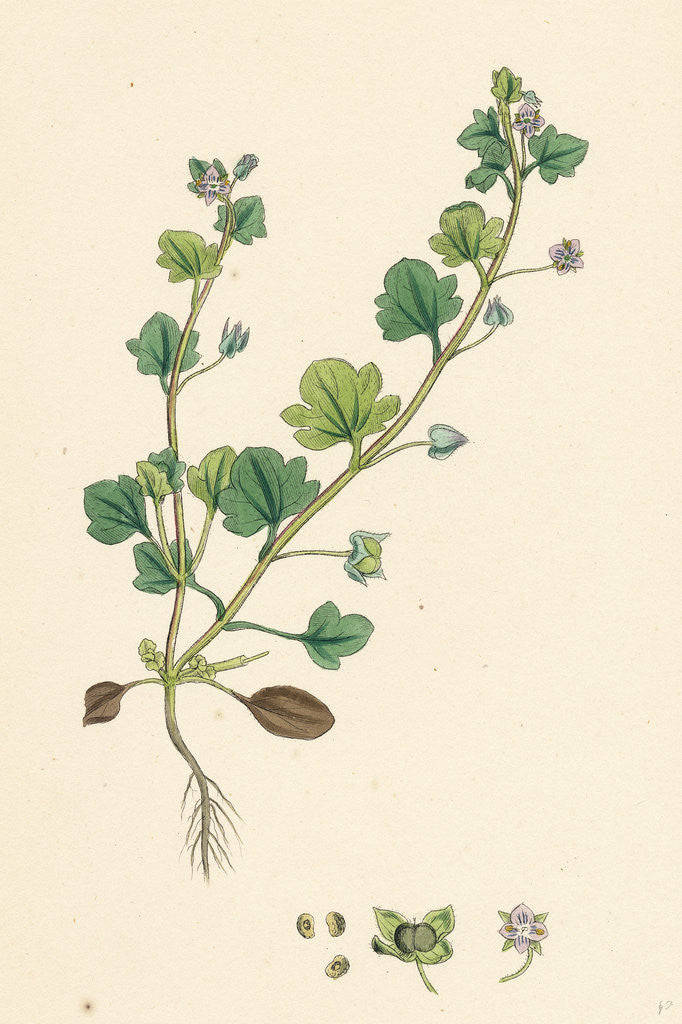 Detail of Veronica Hederifolia Ivy-Leaved Speedwell by Anonymous