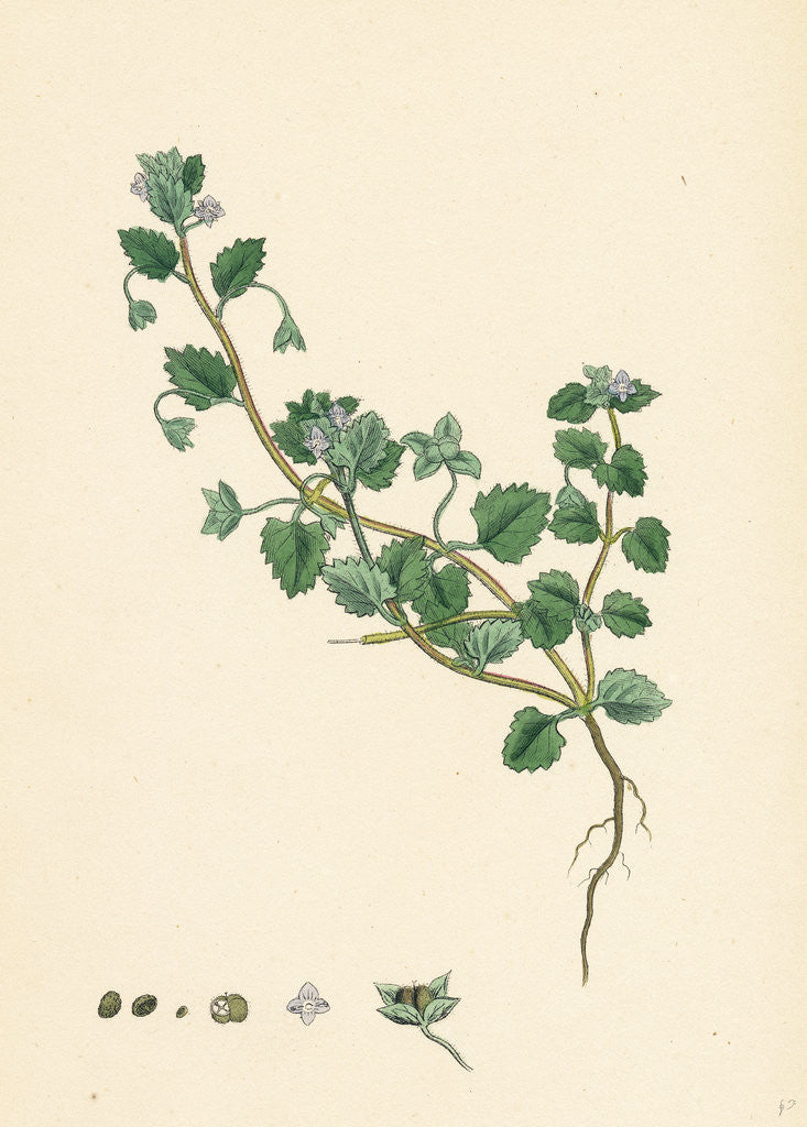 Detail of Veronica Polita Grey Procumbent Speedwell by Anonymous