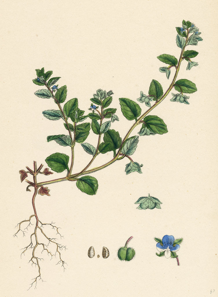 Detail of Veronica Agrestis Green Procumbent Speedwell by Anonymous