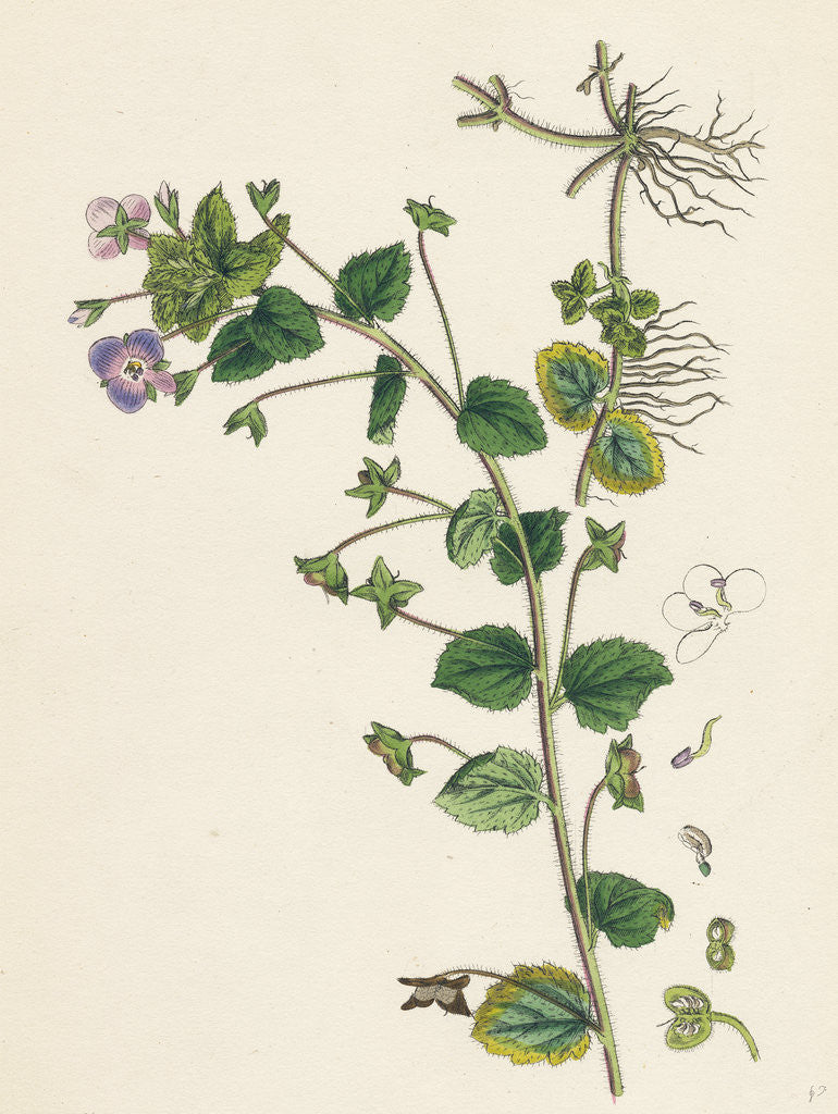 Detail of Veronica Buxbaumii Buxbaum's Speedwell by Anonymous