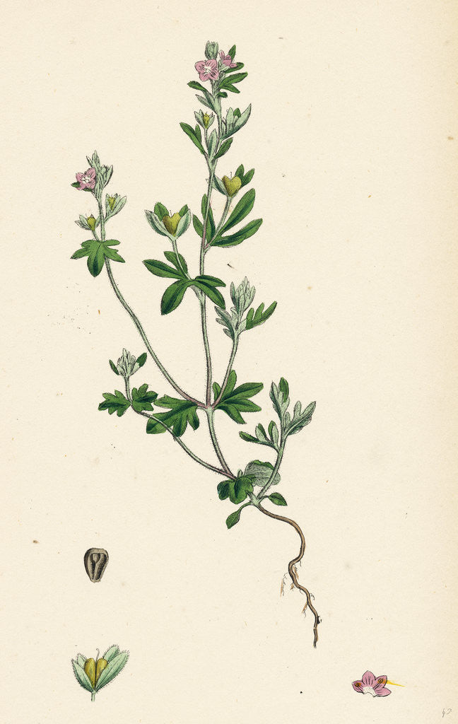 Detail of Veronica Triphyllos Trifid Speedwell by Anonymous