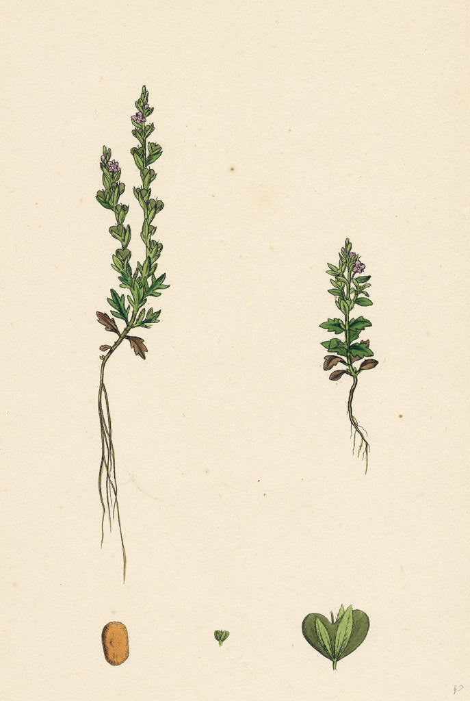 Detail of Veronica Verna Vernal Speedwell by Anonymous