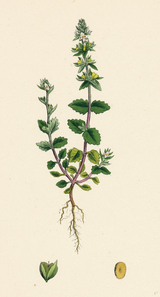 Detail of Veronica Arvensis Wall Speedwell by Anonymous