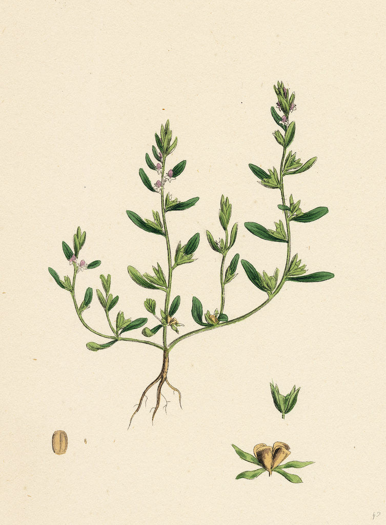 Detail of Veronica Peregrina Annual Smooth Speedwell by Anonymous