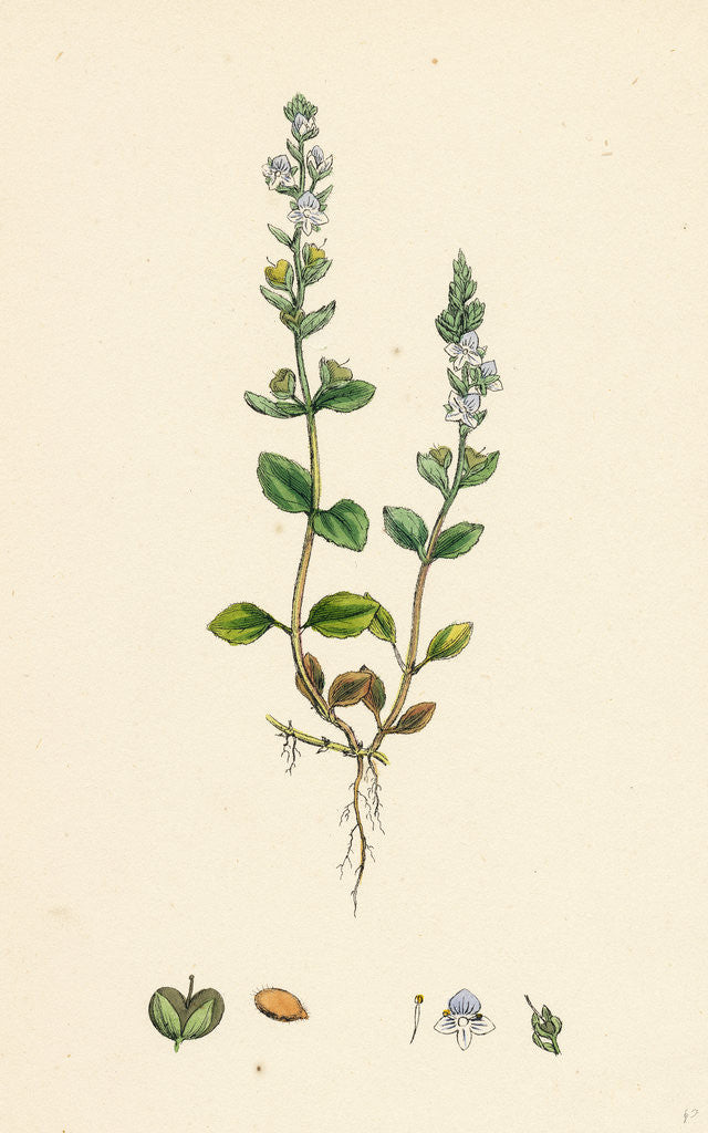 Detail of Veronica Eu-Serpyllifolia Perennial Smooth Speedwell by Anonymous