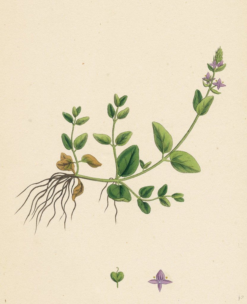 Detail of Veronica Humifusa Prostrate Smooth Speedwell by Anonymous