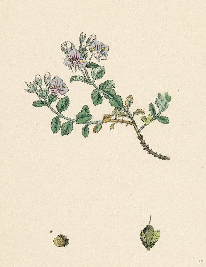 Detail of Veronica Saxatilis Blue Rock Speedwell by Anonymous
