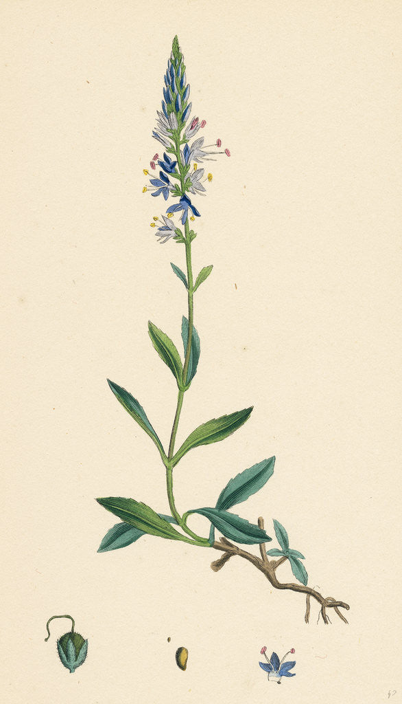 Detail of Veronica Spicata Var. Genuina Spiked Speedwell Var. A. by Anonymous