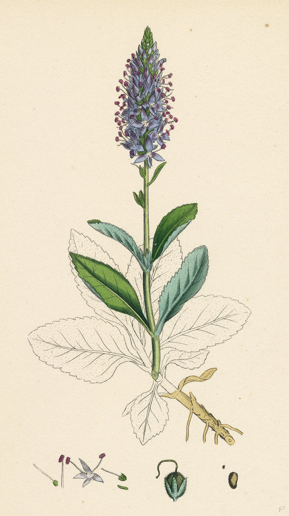 Detail of Veronica Spicata Var. Hybrida Spiked Speedwell Var. B. by Anonymous