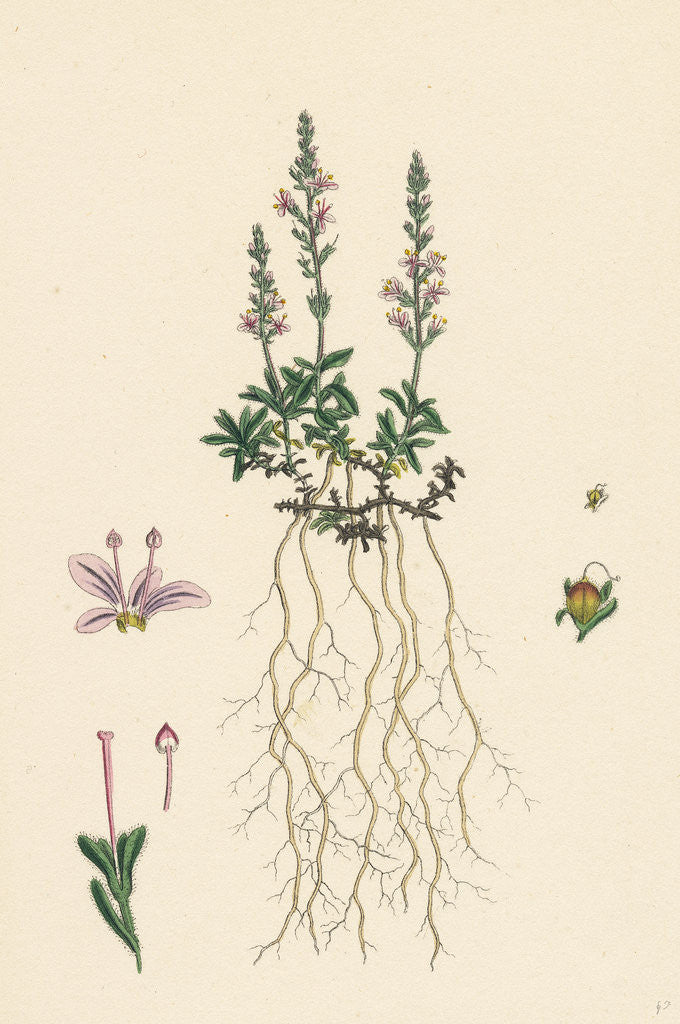 Detail of Veronica Officinalis Var. Hirsuta Common Speedwell Var. B. by Anonymous
