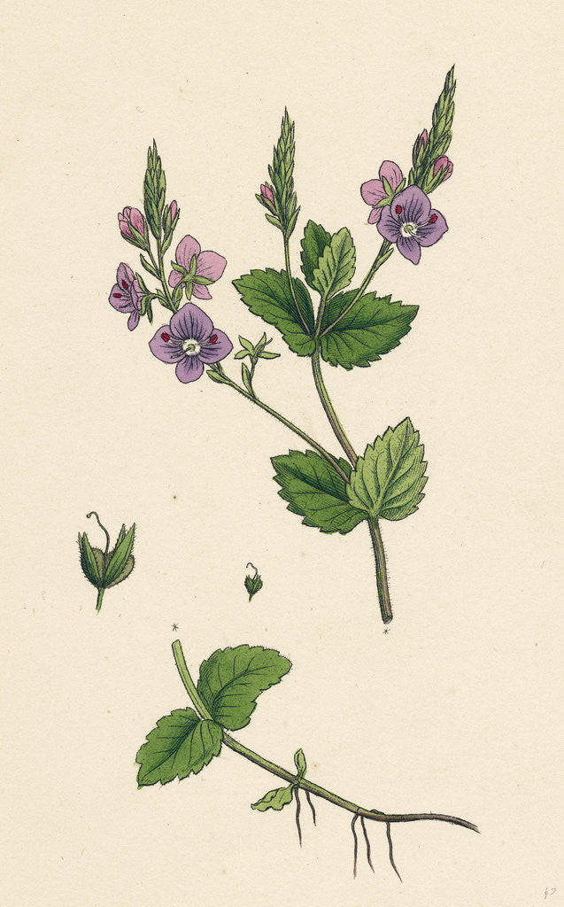 Detail of Veronica Chamaedrys Germander Speedwell by Anonymous