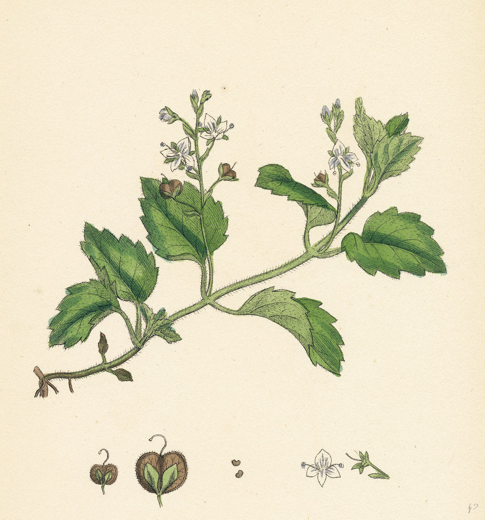 Detail of Veronica Montana Mountain Speedwell by Anonymous