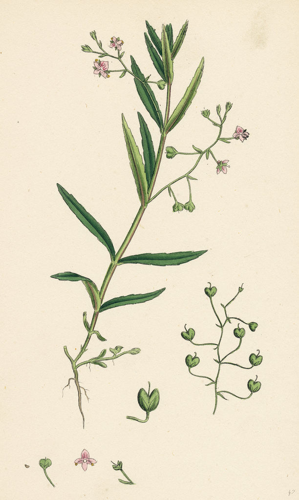 Detail of Veronica Scutellata Marsh Speedwell by Anonymous