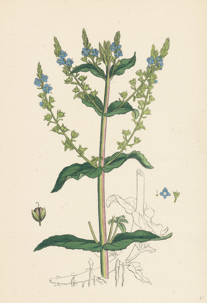 Detail of Veronica Anagallis Water Speedwell by Anonymous