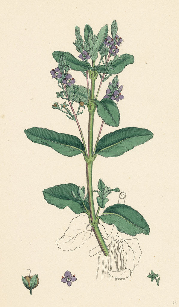 Detail of Veronica Beccabunga Brooklime by Anonymous