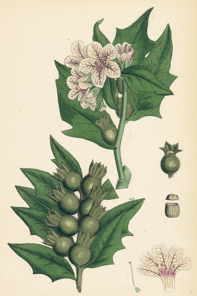 Detail of Hyoscyamus Niger Common Henbane- by Anonymous