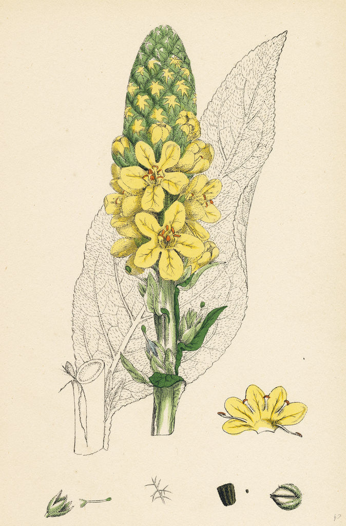 Detail of Verbascum Thapsus Great Mullein by Anonymous