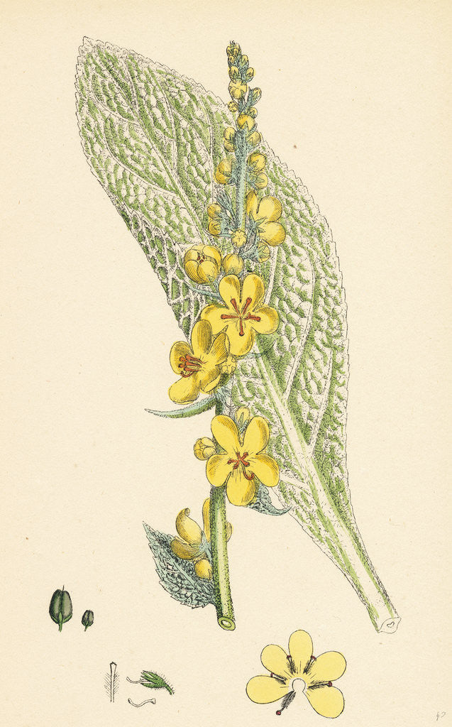 Detail of Verbascum Pulverulentum Hoary Mullein by Anonymous