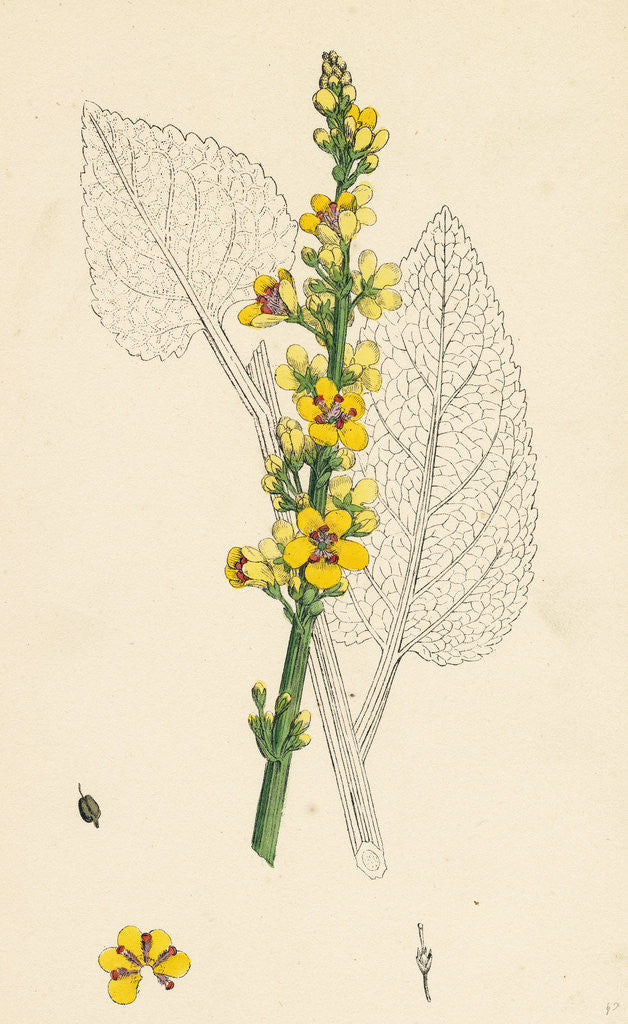 Detail of Verbascum Nigrum Dark Mullein by Anonymous