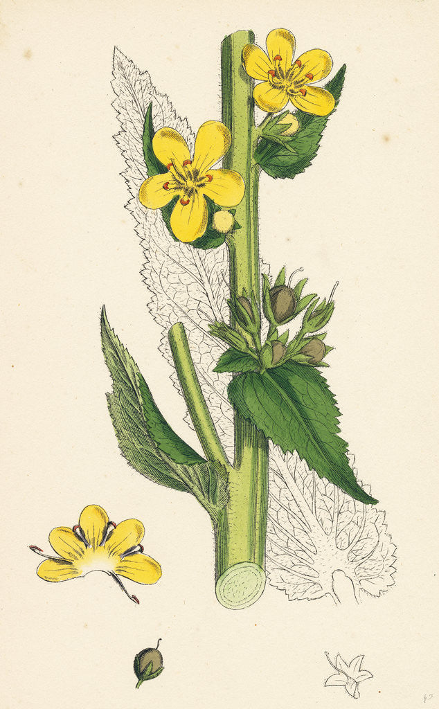 Detail of Verbascum Virgatum Large-Flowered Mullein by Anonymous