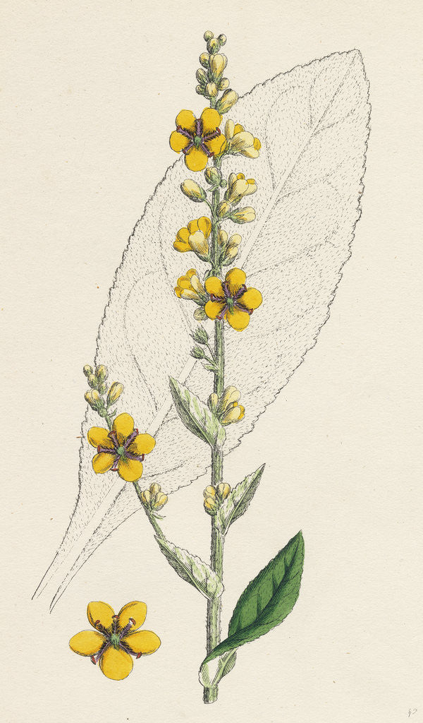 Detail of Verbascum Thapso-Nigrum Hybrid Between Great and Dark Mulleins by Anonymous