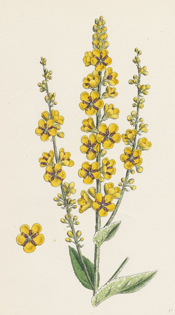 Detail of Verbascum Nigro-Lychnitis Hybrid Between Dark and White Mulleins by Anonymous
