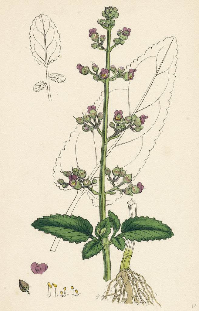 Detail of Scrophularia Aquatica Common Water Betony by Anonymous