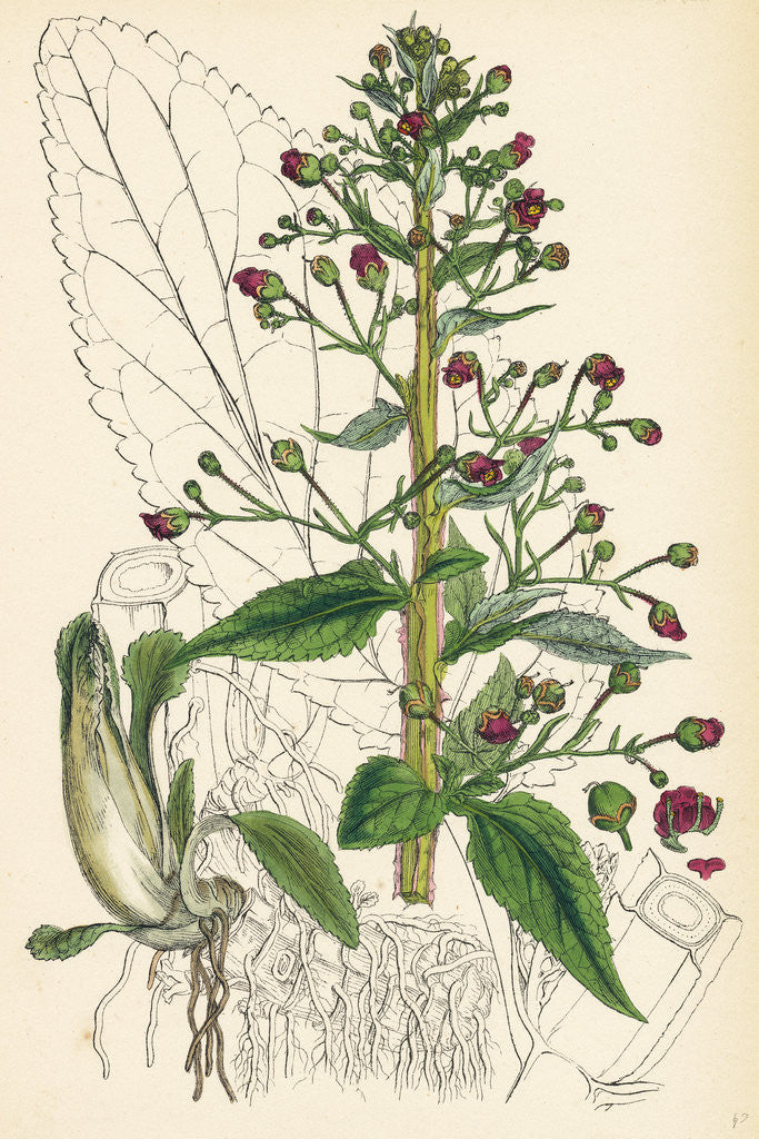Detail of Scrophularia Ehrharti Ehrhart's Water-Betony by Anonymous