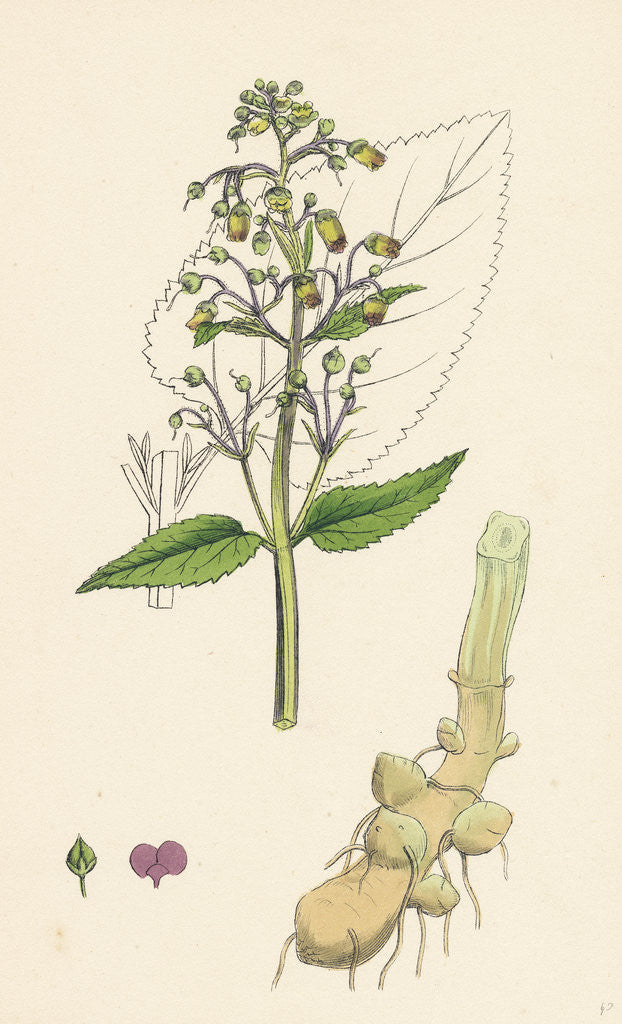 Detail of Scrophularia Nodosa Knotty-Rooted Figwort by Anonymous