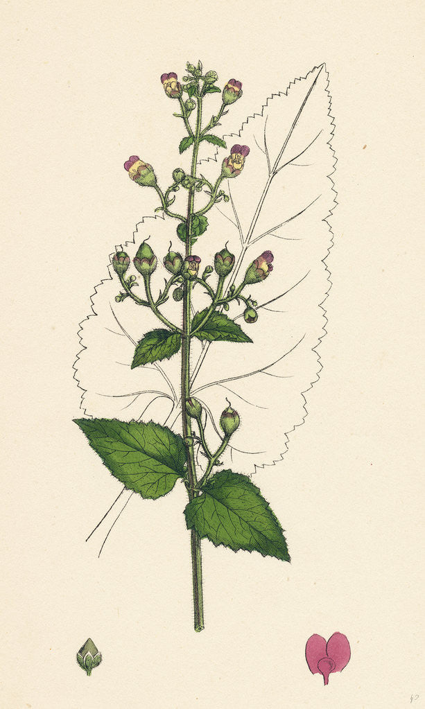 Detail of Scrophularia Scorodonia Balm-Leaved Figwort by Anonymous