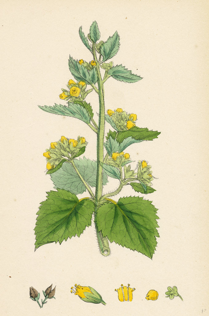 Detail of Scrophularia Vernalis Yellow Figwort by Anonymous