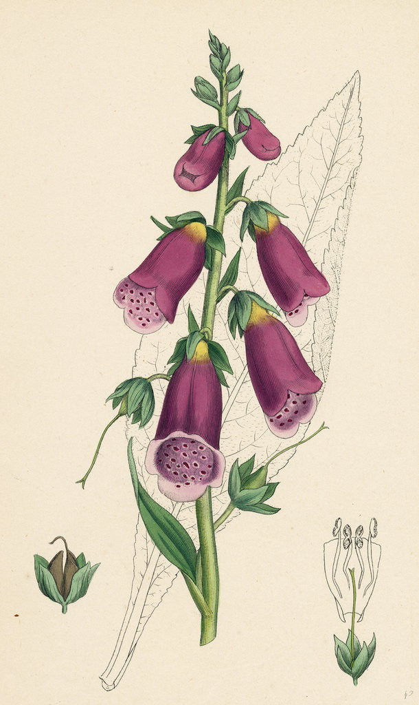Detail of Digitalis Purpurea Purple Foxglove by Anonymous