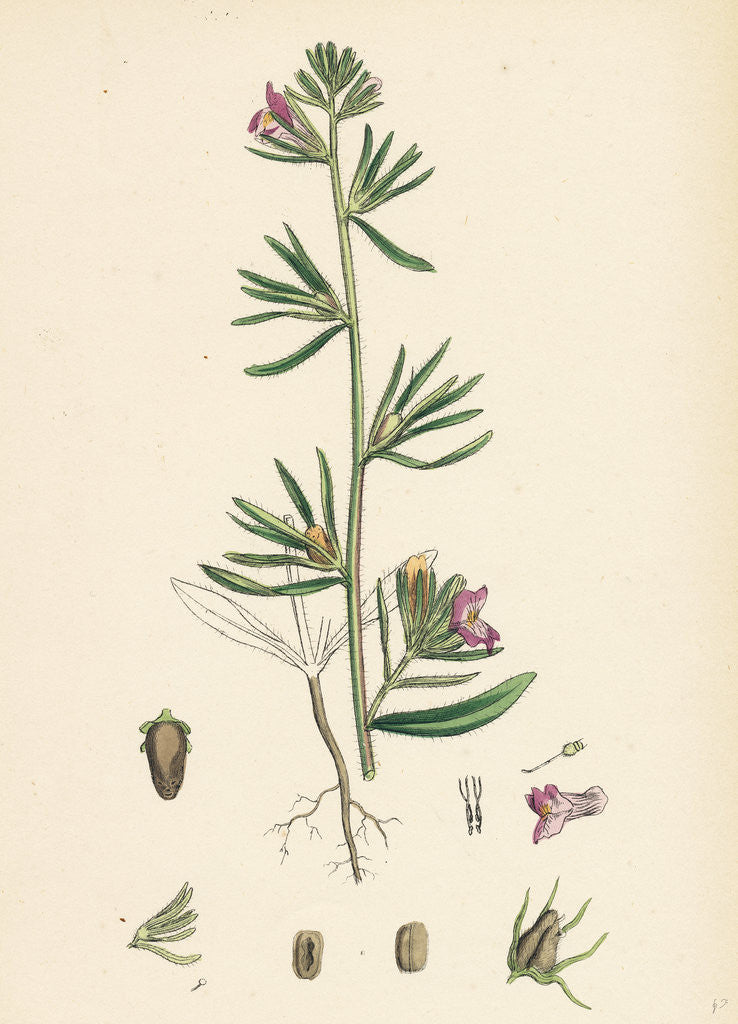 Detail of Antirrhinum Orontium Corn Snapdragon by Anonymous