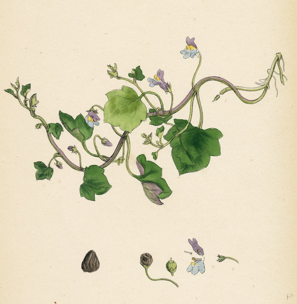 Detail of Linaria Cymbalaria Ivy-Leaved Toadflax by Anonymous