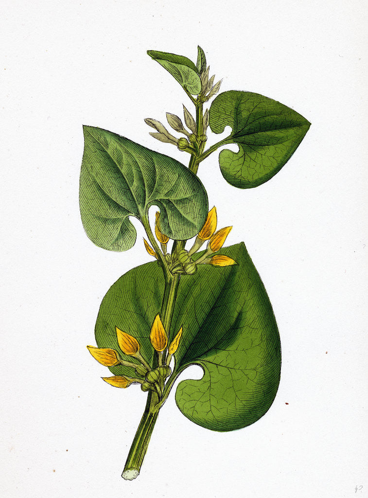 Detail of Aristolochia Clematitis Common Birthwort by Anonymous